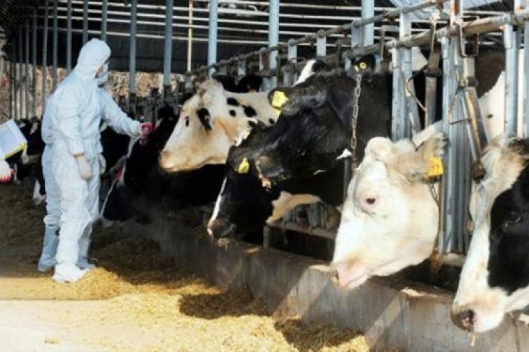 На фермі в Кілійській громаді ввели карантин через захворювання тварин